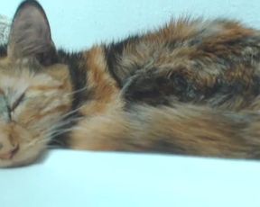 lana_rain webcamshow 11-20-2014