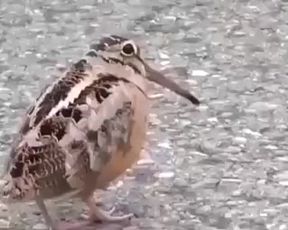 dddddd