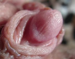 Pulsing Hard Clitoris in Extreme Close up